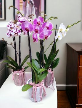 Orchidée phalenopsis